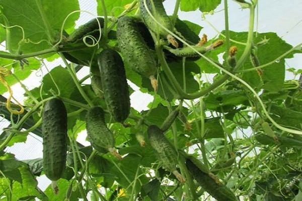 cucumbers in the greenhouse