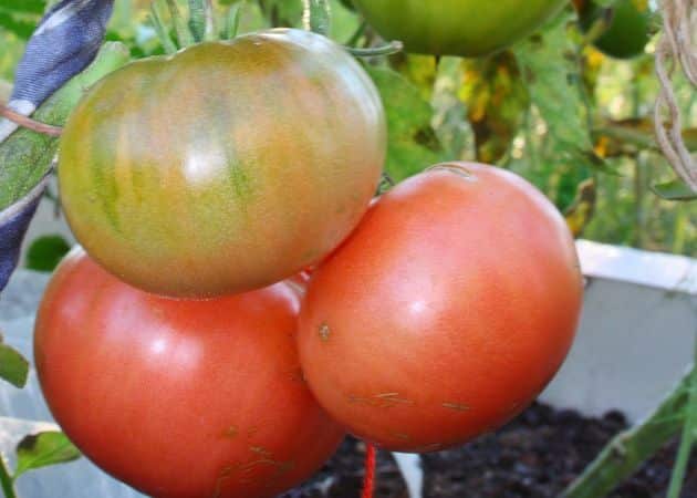 appearance of tomato wal