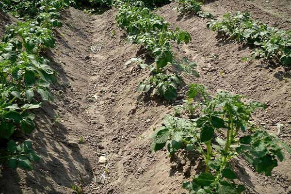 buissons de pommes de terre dans le jardin