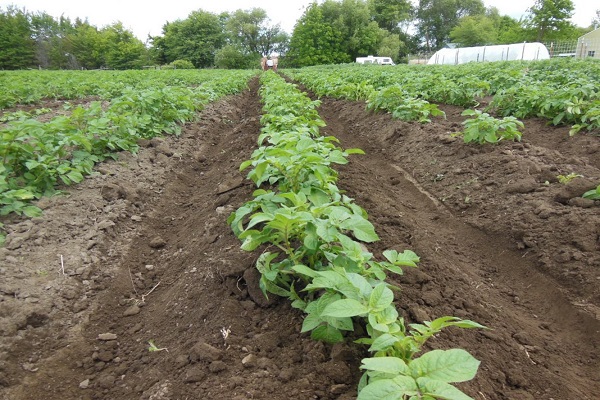 les pommes de terre à butiner