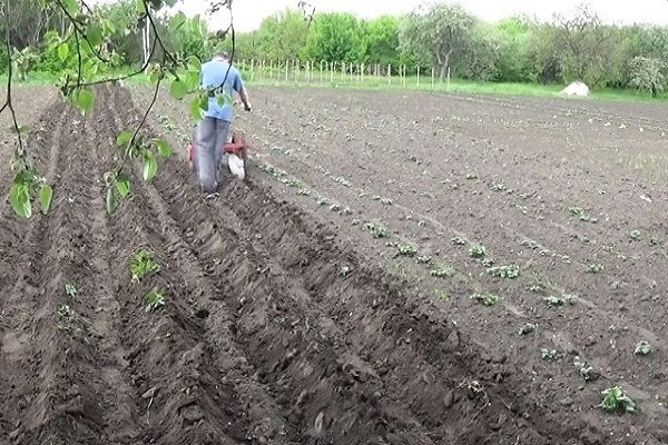 aflojando el suelo