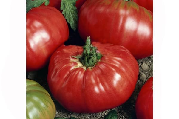 aparición de tomate rojo búfalo