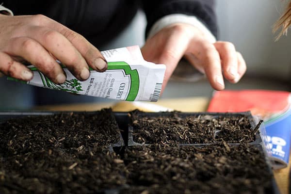 sowing tomato seedlings