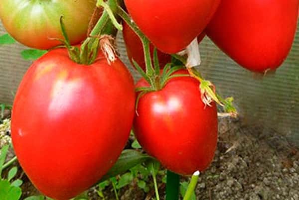 aparición de tomate Royal