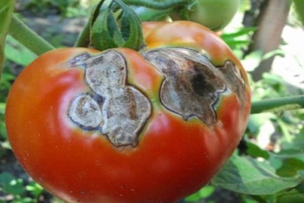 pourriture sur les tomates