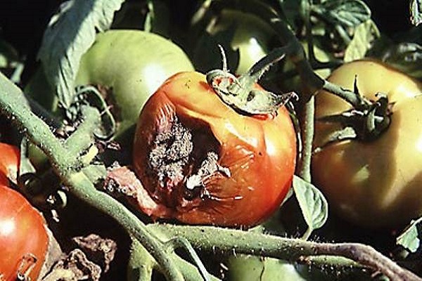 tomates endommagées