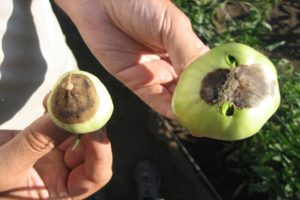 Causas y tratamiento de la podredumbre gris en tomates.