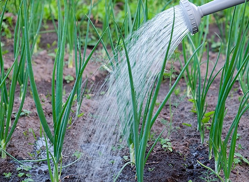 onion watering process