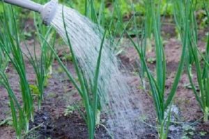 Proportions and rules for watering onions with salt from an onion fly