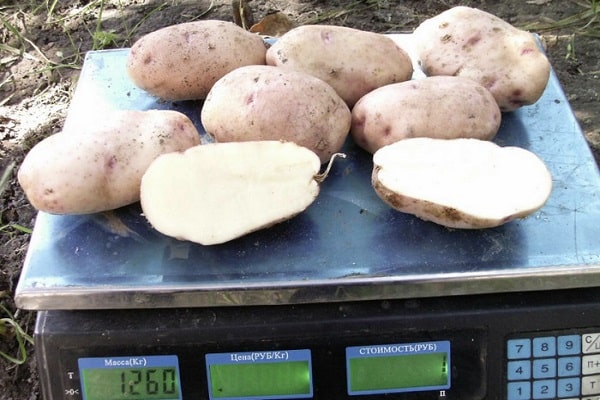 table potatoes