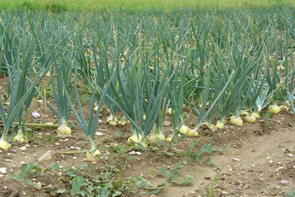 madurez de la cebolla