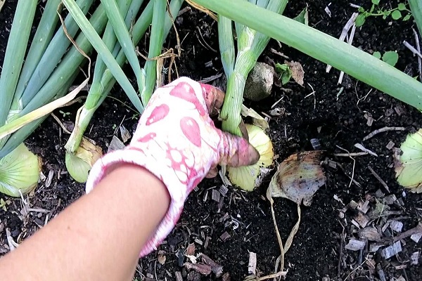 cebollas en el jardín