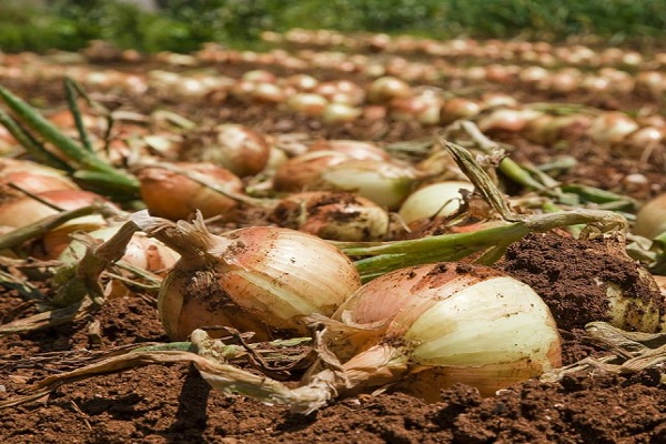 cebollas de invierno