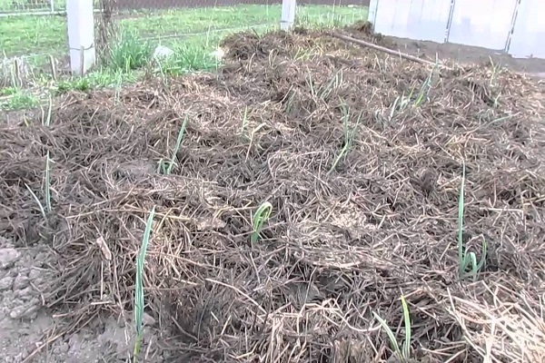 Technology for growing and caring for winter garlic in the open field