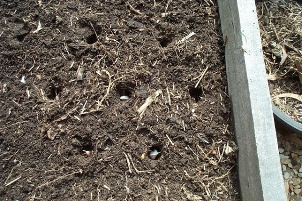 garlic in the ground