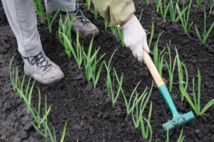 Technology for growing and caring for winter garlic in the open field