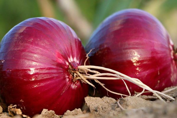 cebolla morada en el jardín