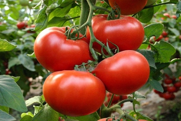 aksioma tomato