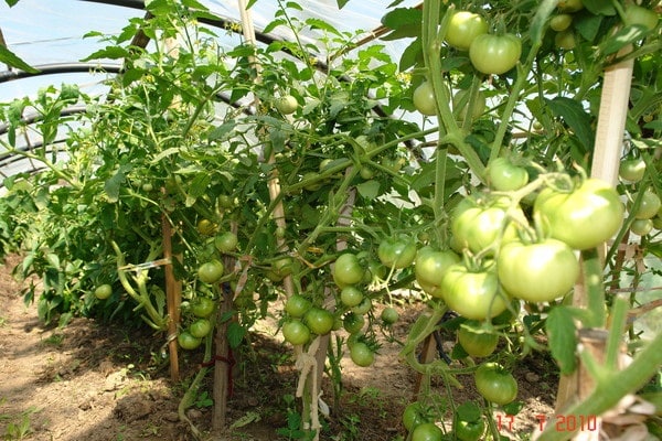 híbrido de frutos grandes