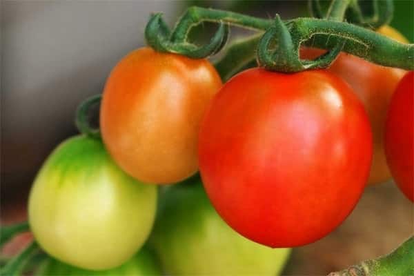 tomato apollo