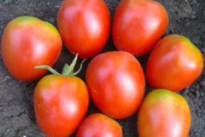 Description of the Apollo tomato variety, its characteristics and yield