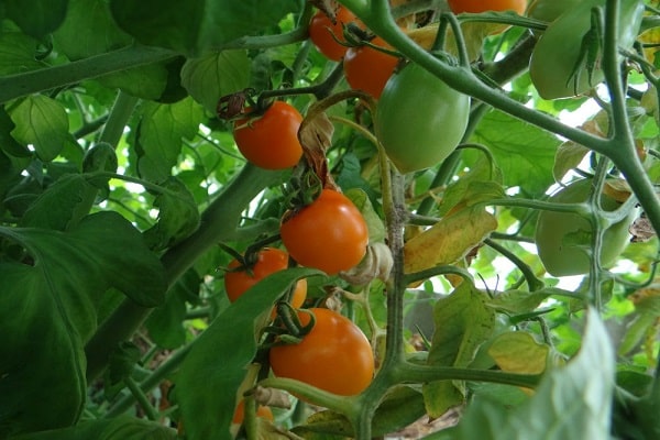 tomato butterfly