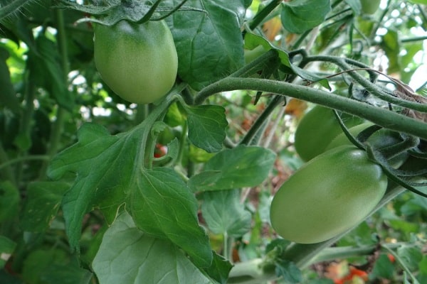 fruits ovoïdes