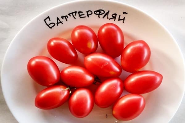 tomates pequeños