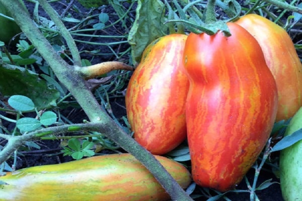 tomatoes in the brush