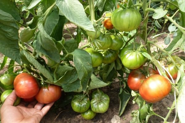 tomatoes in the garden