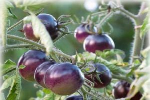 Description de la variété de tomate Blue P20, caractéristiques de culture et d'entretien