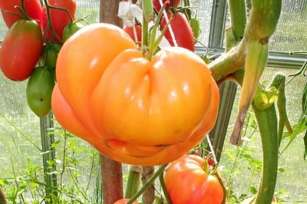 bau tomato