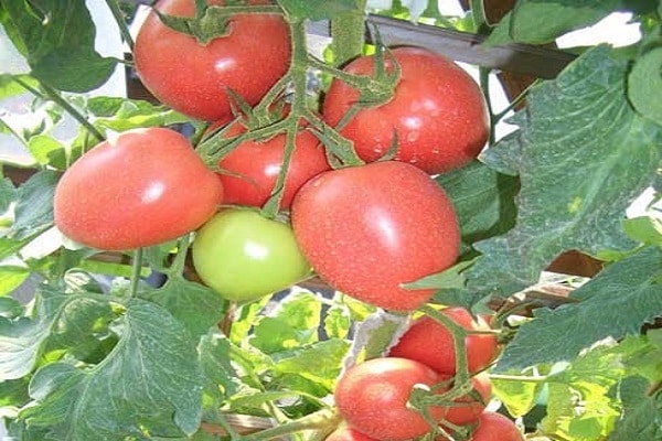 tomato berlapis