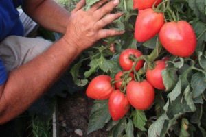 Description of the tomato variety Bonaparte, its characteristics and cultivation