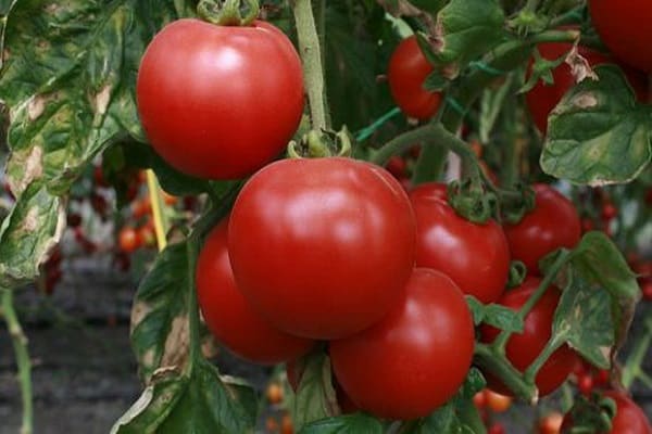 vegetable crop