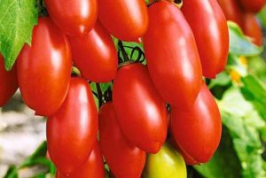 Descripción de la variedad de tomate Sugar fingers, sus características y rendimiento.