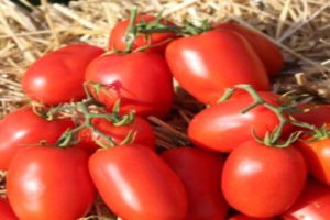 Description de la variété de tomate Dino f1, caractéristiques de culture et rendement