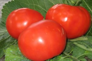 Penerangan mengenai pelbagai jenis tomato Plump, ciri penanaman dan hasil