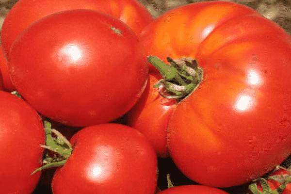 tomates à gros fruits