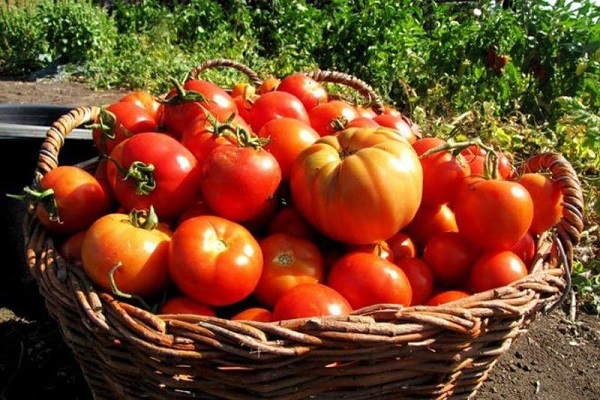 the weight of the tomatoes