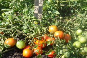 Description of the ultra-early ripening tomato variety Filippok and features of care