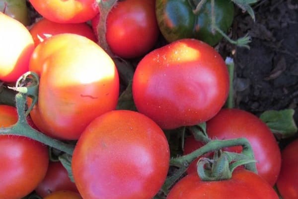 brosses à fruits