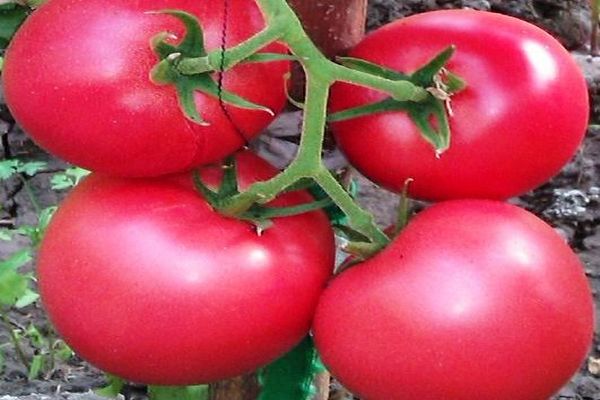 Description of the tomato variety Griffin f1, its characteristics and cultivation