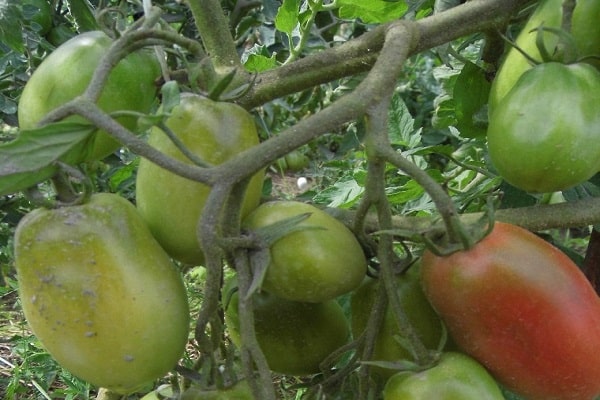 la planta se enamoró