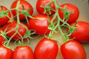 Description de la variété de tomate Sparkle, caractéristiques de culture et d'entretien