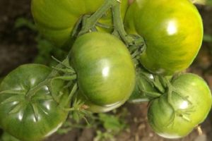 Description de la variété de tomate Emerald standard, ses caractéristiques et sa productivité