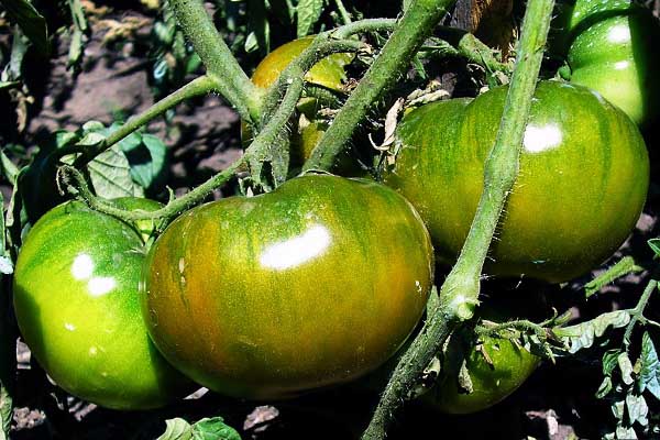 variedad de frutos verdes