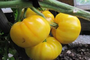 Description de la variété de tomate jaune du Kazakhstan, son rendement et sa culture