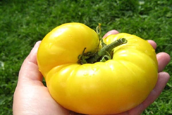 tomate maduro