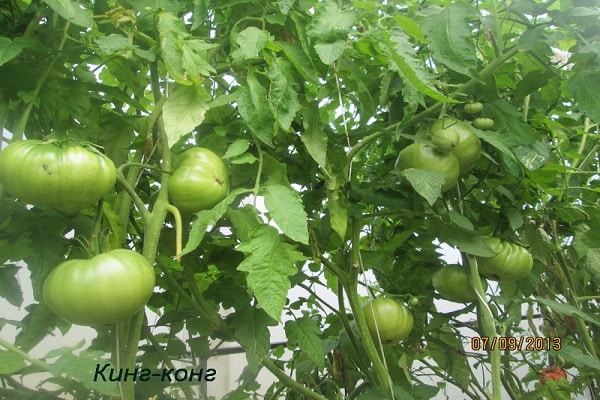 cultivado por residentes de verano